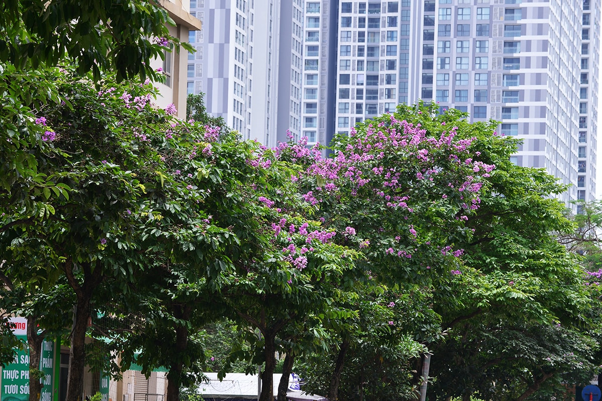 Sắc tím hoa bằng lăng rực rỡ khắp trời Hà Nội - Ảnh 10.