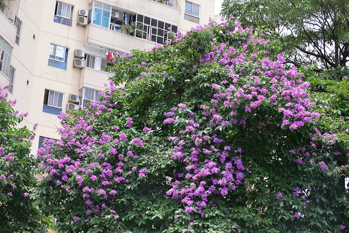 Sắc tím hoa bằng lăng rực rỡ khắp trời Hà Nội - Ảnh 1.