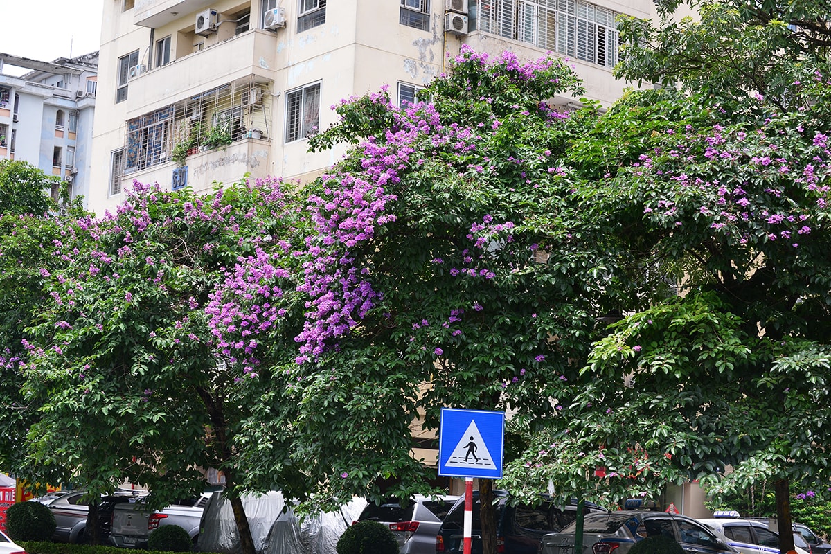 Sắc tím hoa bằng lăng rực rỡ khắp trời Hà Nội - Ảnh 2.