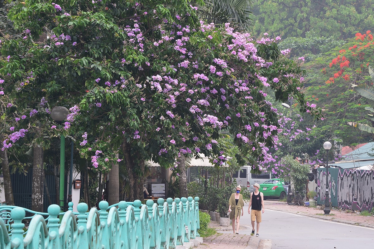 Sắc tím hoa bằng lăng rực rỡ khắp trời Hà Nội - Ảnh 7.