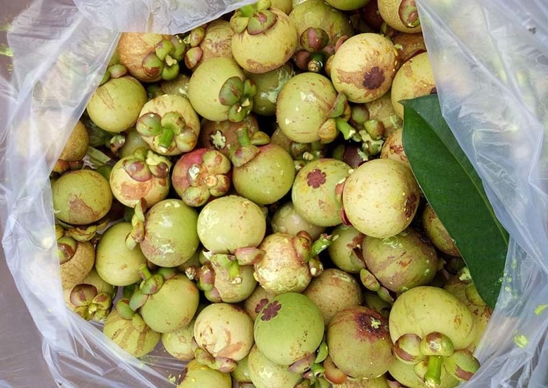 Đặc sản nộm măng cụt xanh, bay ra Hà Nội giá chát vẫn tranh nhau mua - Ảnh 1. Đặc sản nộm măng cụt xanh, bay ra Hà Nội giá chát vẫn tranh nhau mua - Ảnh 1.