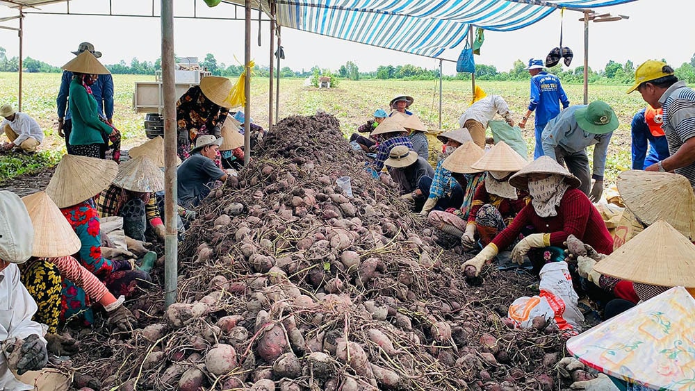 Khoai lang tím Nhật rớt thảm, nông dân miền Tây kêu cứu - Ảnh 1.