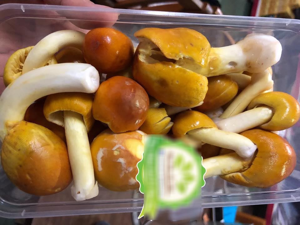 Độc đáo loại nấm trứng gà giá nửa triệu đồng mỗi kg - Ảnh 2. Độc đáo loại nấm trứng gà giá nửa triệu đồng mỗi kg - Ảnh 2.