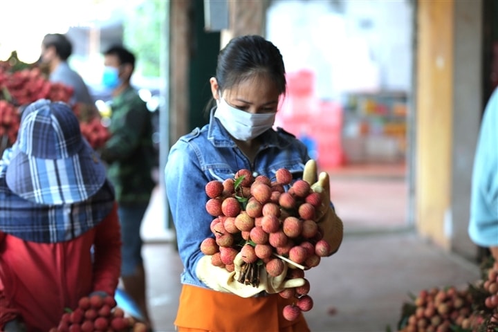 Ảnh: Ấn tượng hàng dài xe chở vải nối đuôi nhau đến điểm thu mua ở Bắc Giang - Ảnh 12.