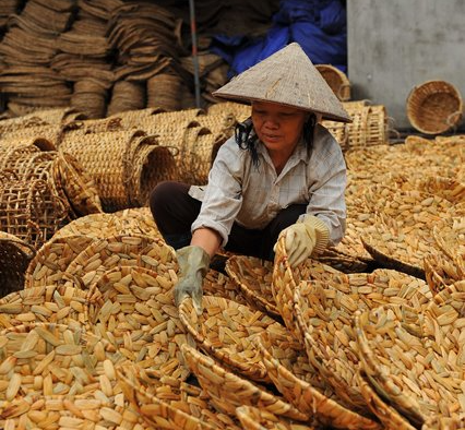 Bèo tây từ thức ăn cho gia súc “biến” thành hàng xuất ngoại đắt giá - Ảnh 7.