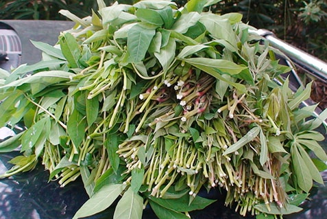 Món rau muối chua dân dã ở Phú Thọ mang về Thủ đô thành đặc sản hiếm có giúp người bán kiếm tiền triệu mỗi ngày - Ảnh 2. Món rau muối chua dân dã ở Phú Thọ mang về Thủ đô thành đặc sản hiếm có giúp người bán kiếm tiền triệu mỗi ngày - Ảnh 2.