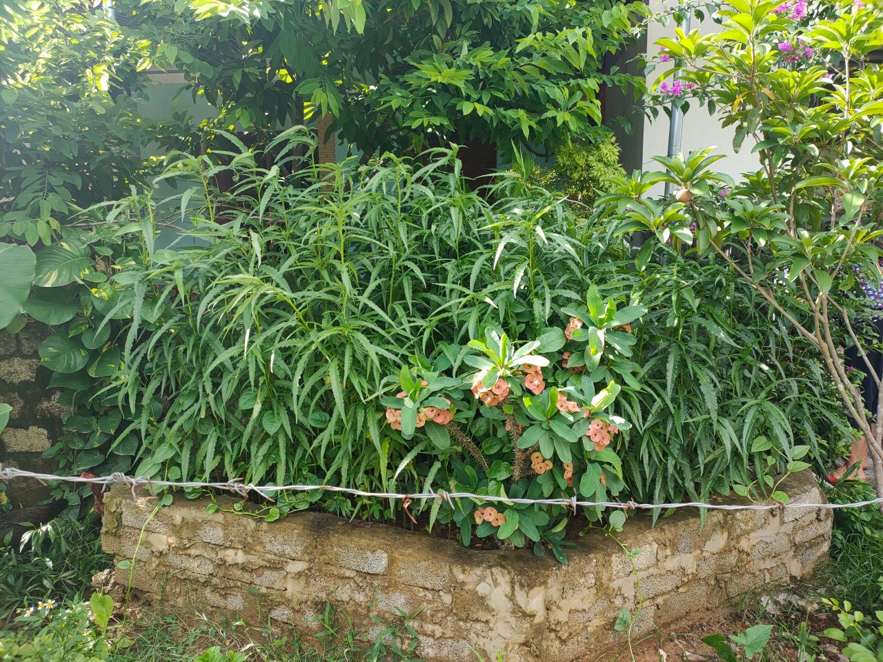 Một hộ dân trồng cả trăm cây cần sa trong vườn nhà - Ảnh 1.