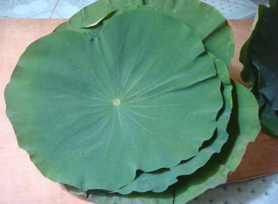 Thứ lá cuối mùa tàn lụi nơi đầm lầy, chế thành trà thu về trăm triệu - Ảnh 2. Thứ lá cuối mùa tàn lụi nơi đầm lầy, chế thành trà thu về trăm triệu - Ảnh 2.