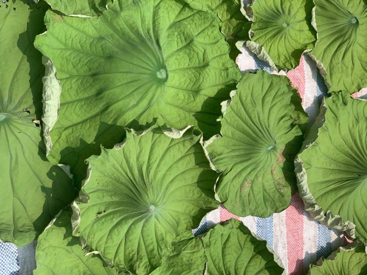 Thứ lá cuối mùa tàn lụi nơi đầm lầy, chế thành trà thu về trăm triệu - Ảnh 3. Thứ lá cuối mùa tàn lụi nơi đầm lầy, chế thành trà thu về trăm triệu - Ảnh 3.