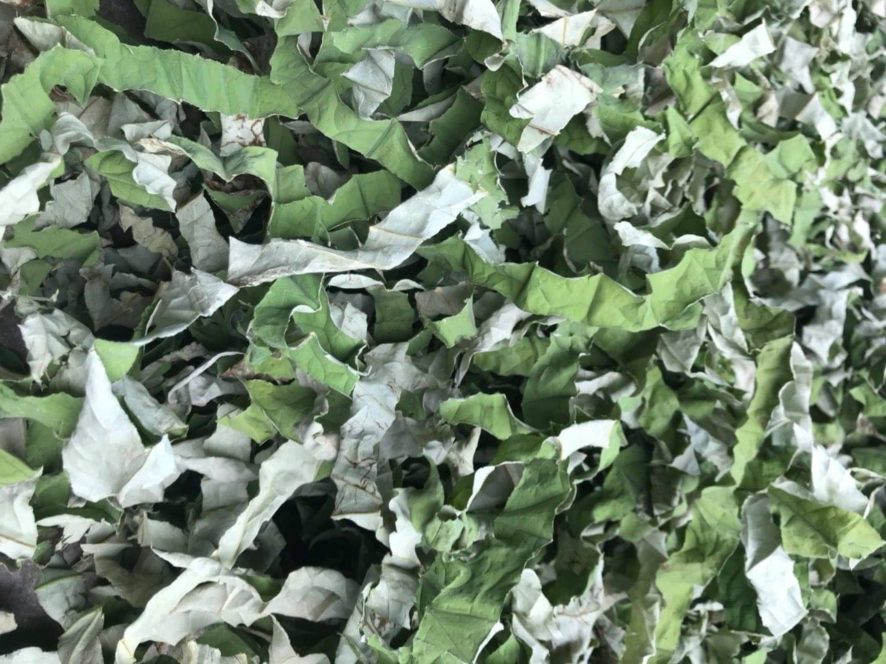 Thứ lá cuối mùa tàn lụi nơi đầm lầy, chế thành trà thu về trăm triệu - Ảnh 4. Thứ lá cuối mùa tàn lụi nơi đầm lầy, chế thành trà thu về trăm triệu - Ảnh 4.