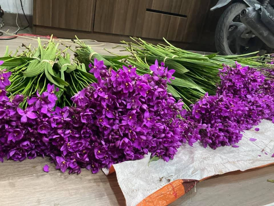 Nông dân trồng hoa Hà Nội bỗng dưng muốn khóc khi hoa tươi chưa đến 500 đồng/ bông - Ảnh 4.