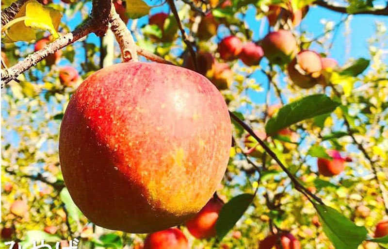 Quả táo cùng tên: Hàng Nhật 1,5 triệu/kg, đồ Tàu đổ đống rẻ như rau - Ảnh 1.