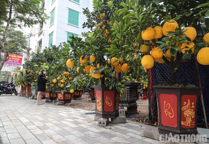 Bưởi cảnh cổ thụ giá 50 triệu đồng xuống phố chờ đại gia 