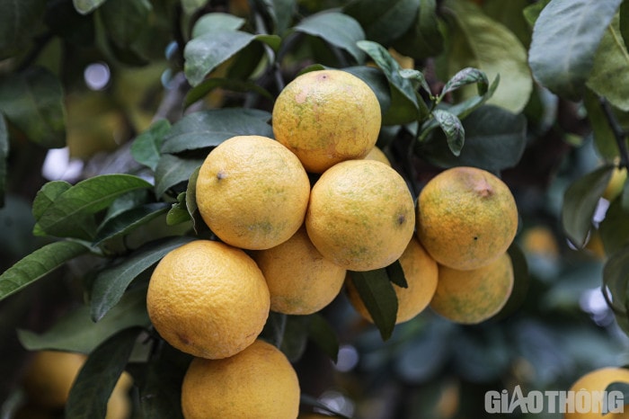 Bưởi cảnh cổ thụ giá 50 triệu đồng xuống phố chờ đại gia 