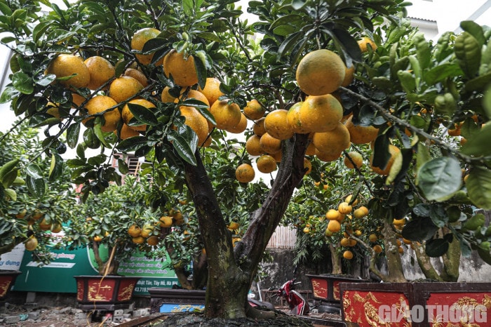 Bưởi cảnh cổ thụ giá 50 triệu đồng xuống phố chờ đại gia 