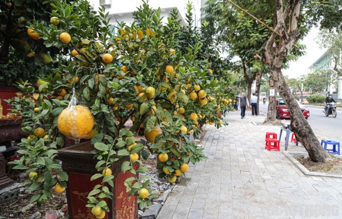 Bưởi cảnh cổ thụ giá 50 triệu đồng xuống phố chờ đại gia 