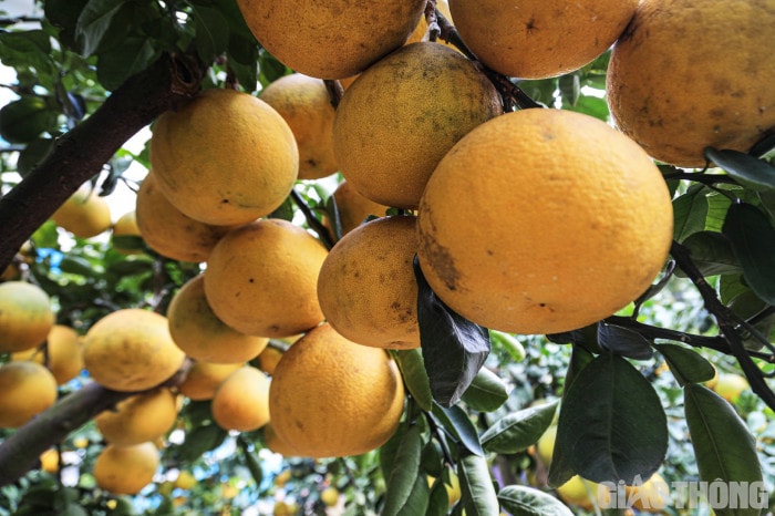 Bưởi cảnh cổ thụ giá 50 triệu đồng xuống phố chờ đại gia 