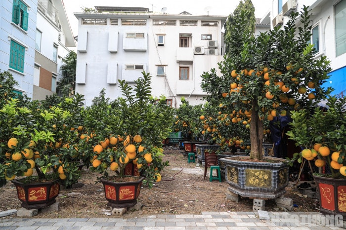 Bưởi cảnh cổ thụ giá 50 triệu đồng xuống phố chờ đại gia 