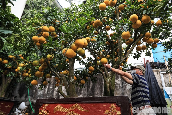 Bưởi cảnh cổ thụ giá 50 triệu đồng xuống phố chờ đại gia 