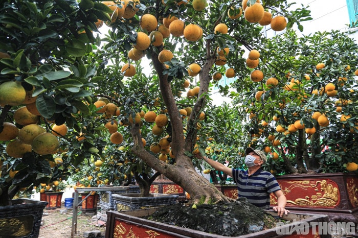 Bưởi cảnh cổ thụ giá 50 triệu đồng xuống phố chờ đại gia 