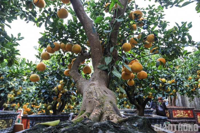 Bưởi cảnh cổ thụ giá 50 triệu đồng xuống phố chờ đại gia 
