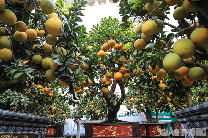 Bưởi cảnh cổ thụ giá 50 triệu đồng xuống phố chờ đại gia 