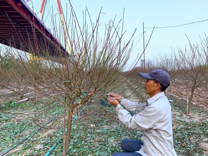 Đào Nhật Tân lần đầu xuống phố Hà Nội, chợ hoa Quảng Bá rực sắc xuân - Ảnh 15.