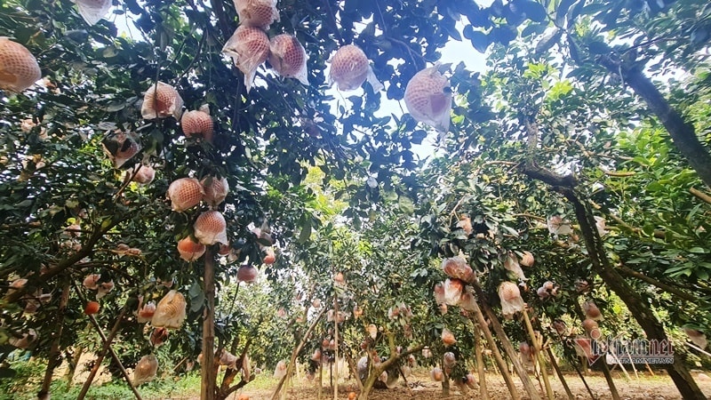 Tranh nhau đặt cọc bưởi đỏ ‘tiến Vua’ chuẩn bị Tết Nguyên đán - Ảnh 2. Tranh nhau đặt cọc bưởi đỏ ‘tiến Vua’ chuẩn bị Tết Nguyên đán - Ảnh 2.