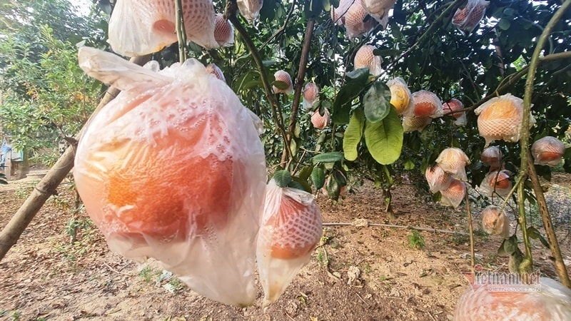 Tranh nhau đặt cọc bưởi đỏ ‘tiến Vua’ chuẩn bị Tết Nguyên đán - Ảnh 4. Tranh nhau đặt cọc bưởi đỏ ‘tiến Vua’ chuẩn bị Tết Nguyên đán - Ảnh 4.