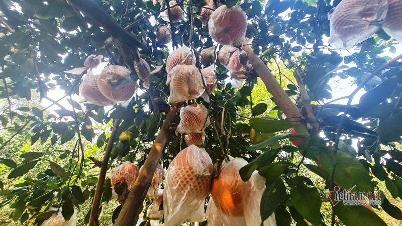 Tranh nhau đặt cọc bưởi đỏ ‘tiến Vua’ chuẩn bị Tết Nguyên đán - Ảnh 3. Tranh nhau đặt cọc bưởi đỏ ‘tiến Vua’ chuẩn bị Tết Nguyên đán - Ảnh 3.