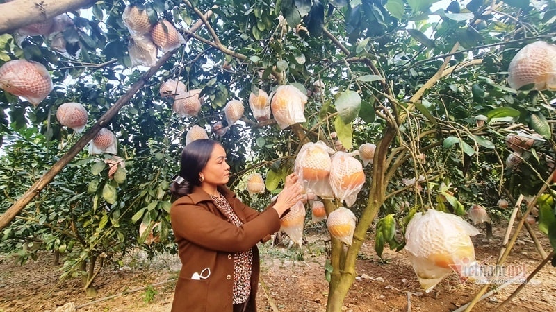 Tranh nhau đặt cọc bưởi đỏ ‘tiến Vua’ chuẩn bị Tết Nguyên đán - Ảnh 5. Tranh nhau đặt cọc bưởi đỏ ‘tiến Vua’ chuẩn bị Tết Nguyên đán - Ảnh 5.