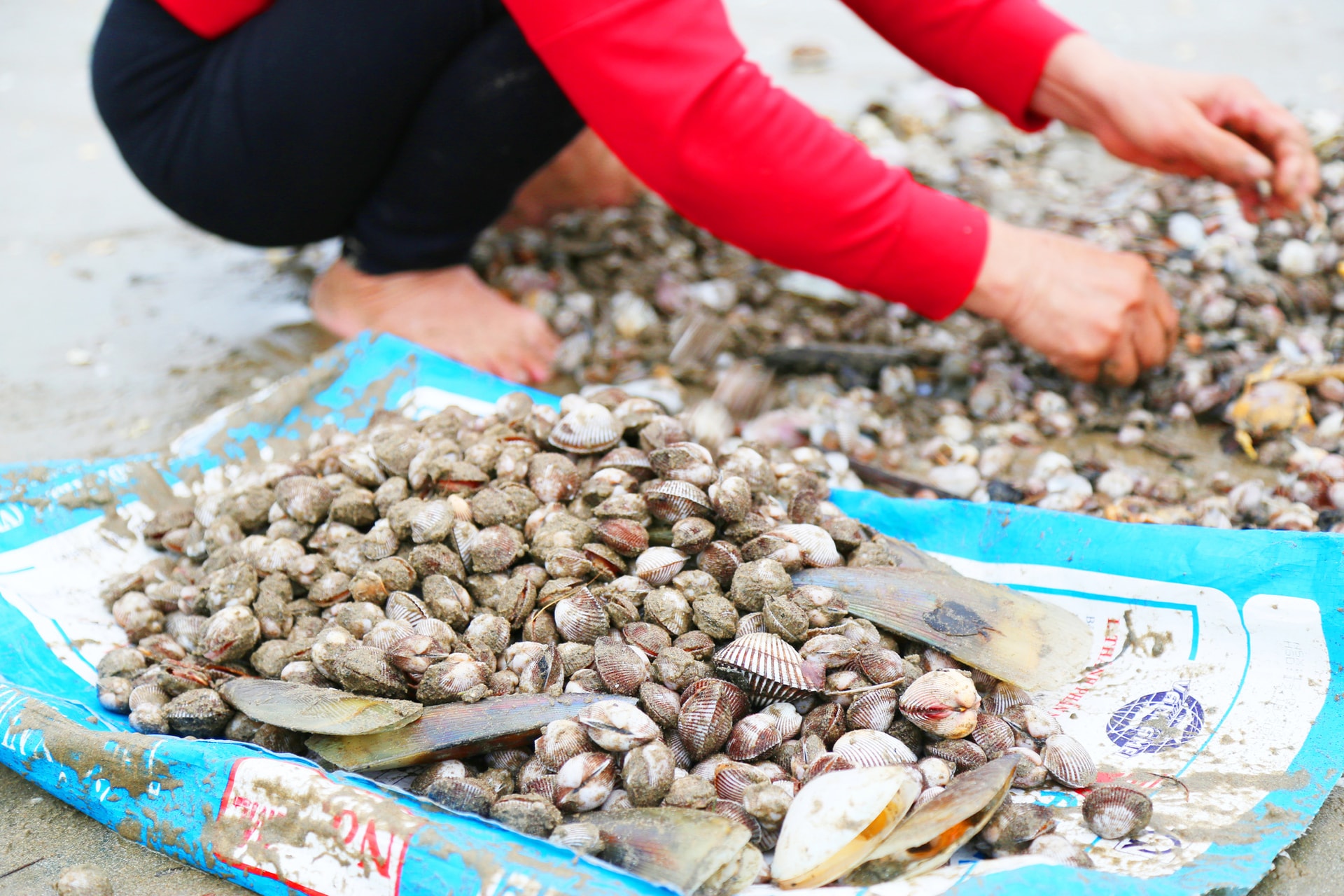 Ra biển mùa gió chướng, người dân Hà Tĩnh hứng 