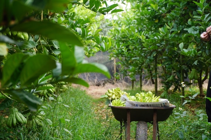 Đại gia mạnh tay mua cả vườn loài quả ‘nghìn tay’ giá đắt để trưng Tết - Ảnh 12.