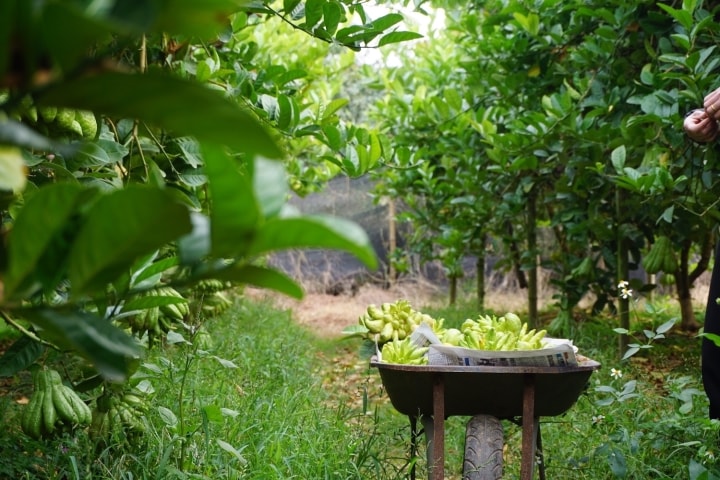 Đại gia mạnh tay mua cả vườn loài quả ‘nghìn tay’ giá đắt để trưng Tết - Ảnh 9.