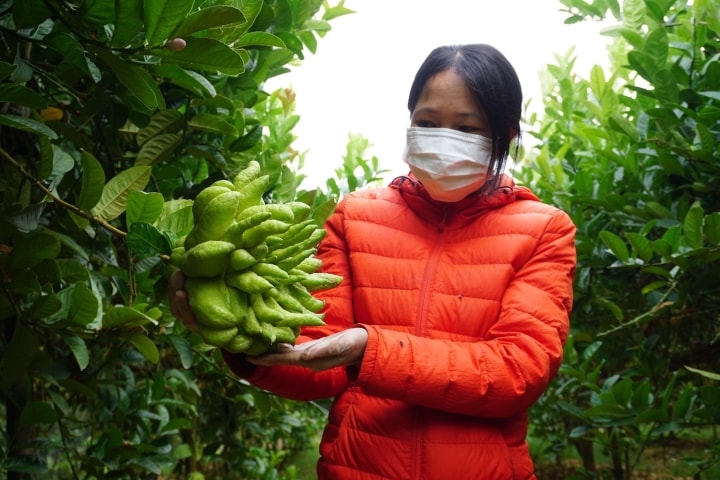 Đại gia mạnh tay mua cả vườn loài quả ‘nghìn tay’ giá đắt để trưng Tết - Ảnh 8.