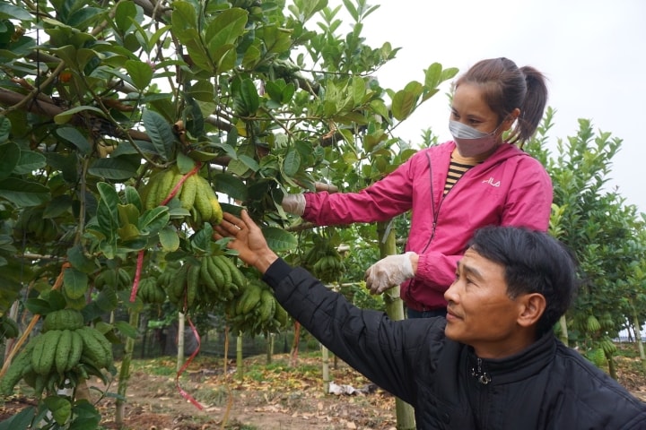 Đại gia mạnh tay mua cả vườn loài quả ‘nghìn tay’ giá đắt để trưng Tết - Ảnh 7.