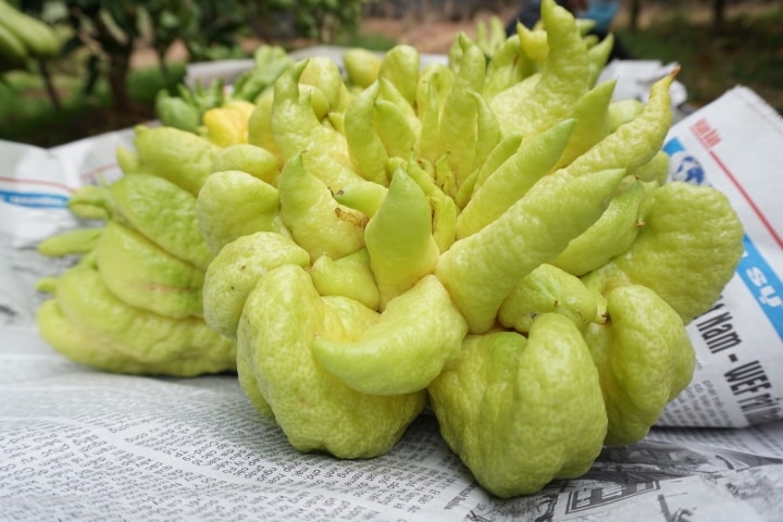 Đại gia mạnh tay mua cả vườn loài quả ‘nghìn tay’ giá đắt để trưng Tết - Ảnh 6.