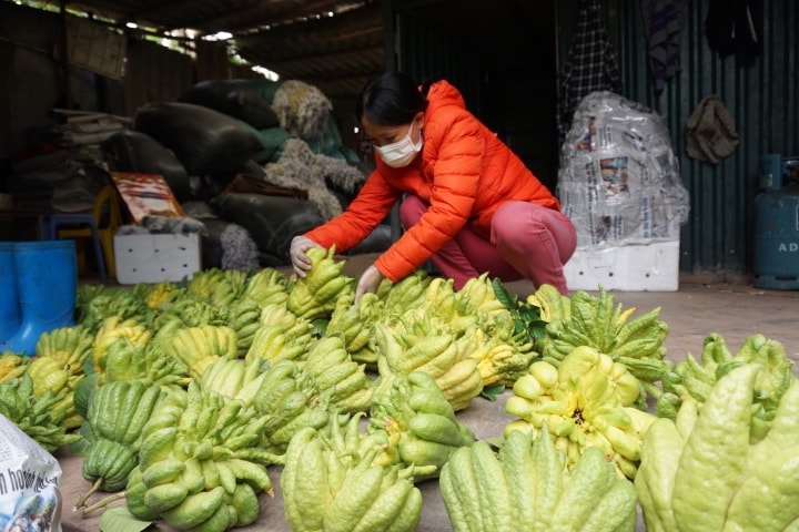Đại gia mạnh tay mua cả vườn loài quả ‘nghìn tay’ giá đắt để trưng Tết - Ảnh 4.