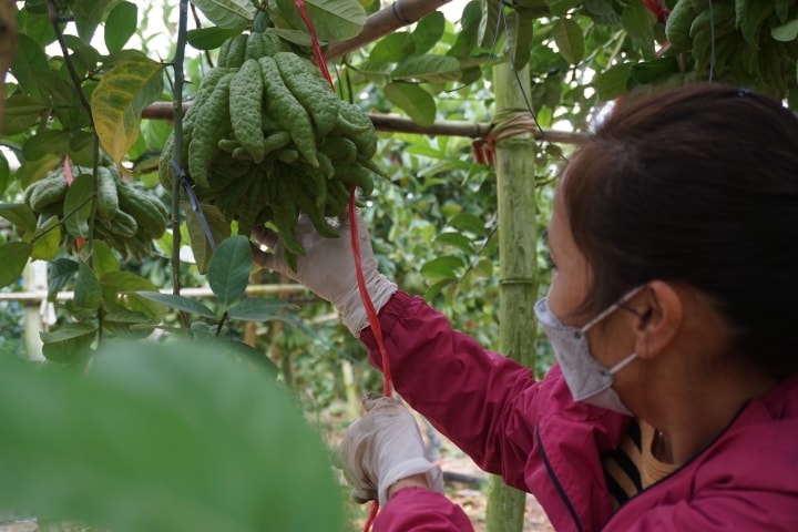 Đại gia mạnh tay mua cả vườn loài quả ‘nghìn tay’ giá đắt để trưng Tết - Ảnh 3.