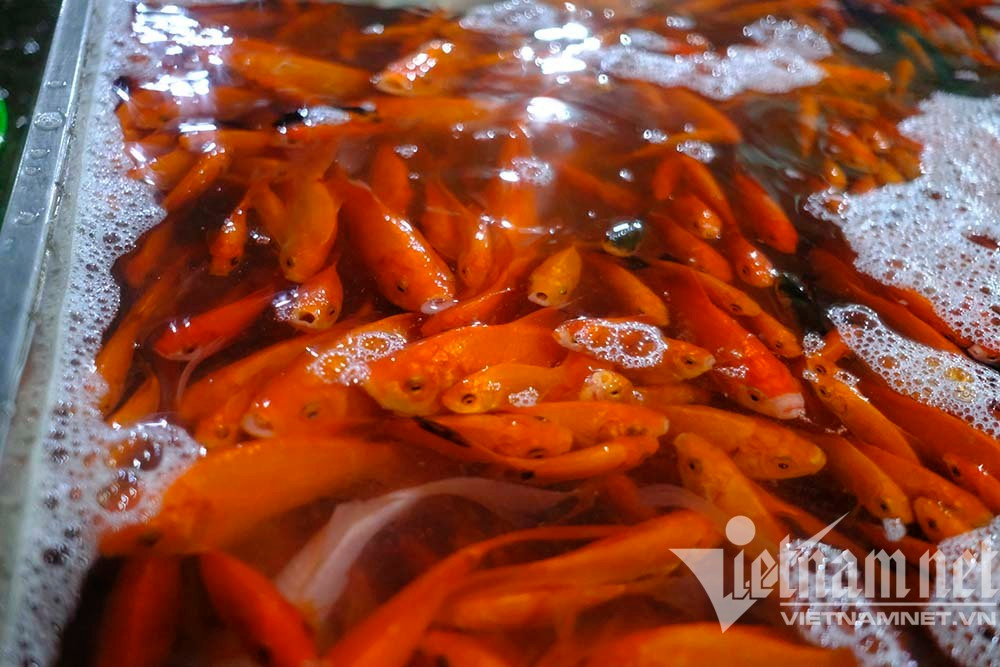 Trước ngày ông Táo lên trời, cá chép nhuộm đỏ chợ cá lớn nhất Hà Nội - Ảnh 4.