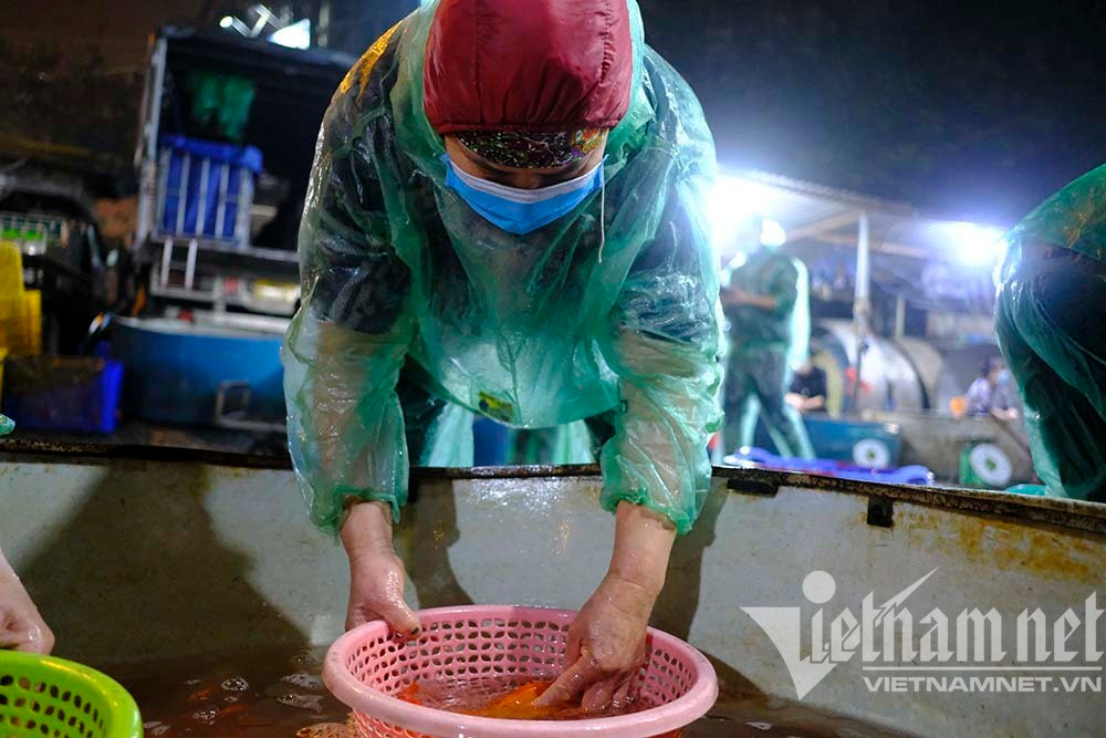 Trước ngày ông Táo lên trời, cá chép nhuộm đỏ chợ cá lớn nhất Hà Nội - Ảnh 10.