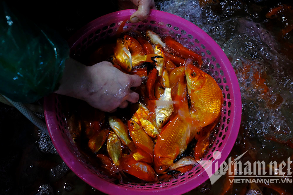 Trước ngày ông Táo lên trời, cá chép nhuộm đỏ chợ cá lớn nhất Hà Nội - Ảnh 6.