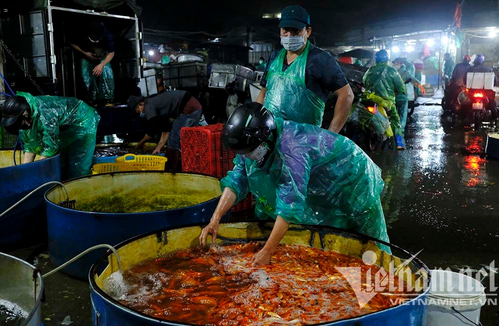 Trước ngày ông Táo lên trời, cá chép nhuộm đỏ chợ cá lớn nhất Hà Nội - Ảnh 2.
