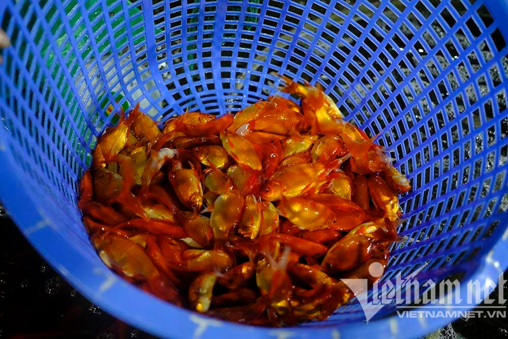 Trước ngày ông Táo lên trời, cá chép nhuộm đỏ chợ cá lớn nhất Hà Nội - Ảnh 11.