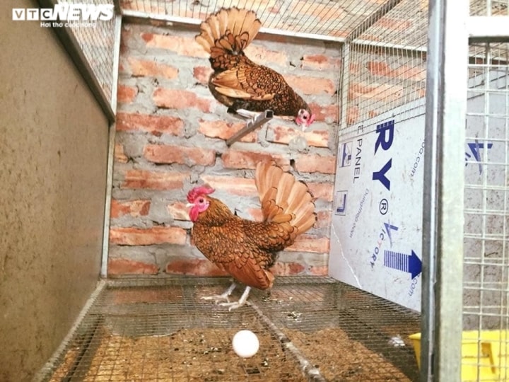 Thú chơi gà vảy cá độc lạ giá đắt đỏ - Ảnh 4.