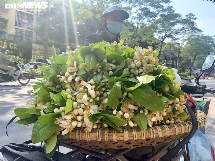 Xuống phố đầu mùa, hoa bưởi đắt như hoa nhập khẩu - Ảnh 2.