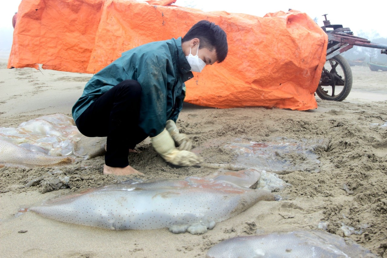 Sứa biển vào mùa, ngư dân Hà Tĩnh 