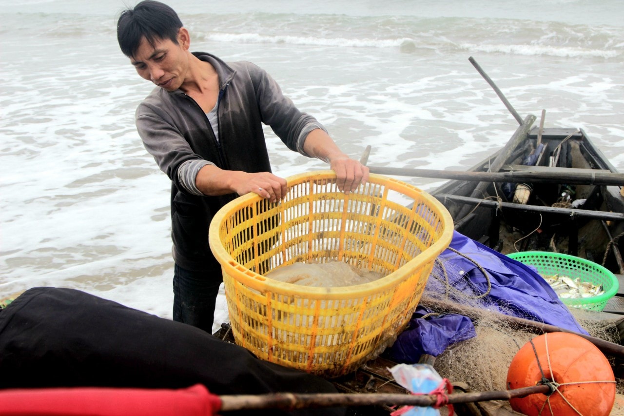 Sứa biển vào mùa, ngư dân Hà Tĩnh 