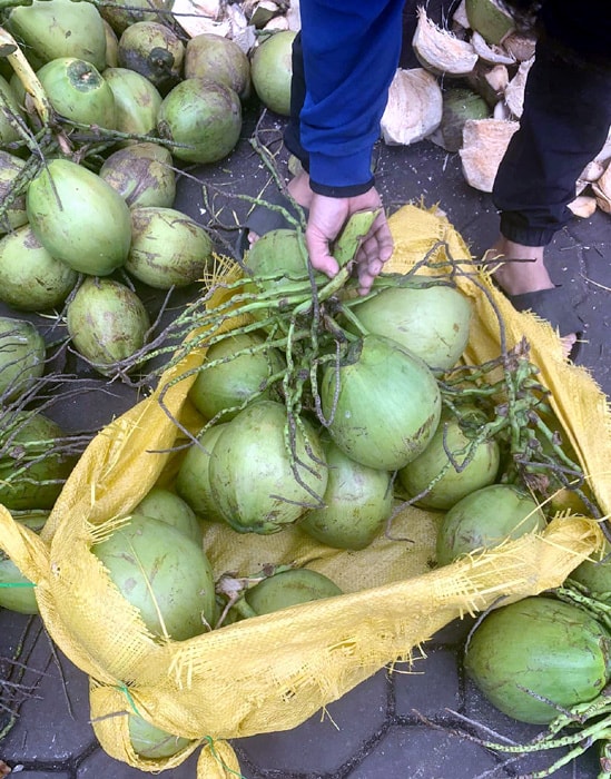 Đổ xô mua bù nước điện giải, giá dừa xiêm tăng gấp đôi  - Ảnh 3.