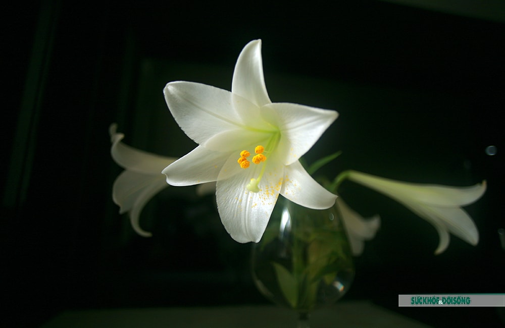 Tháng 4 về -  Hoa loa kèn dịu dàng trên phố - Ảnh 3.